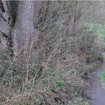 Ruisseau de Fierain - Remise à gabarit du lit après travaux