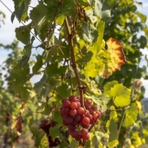 Grappe de raisin sur pied de vigne