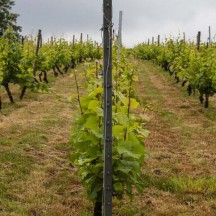 Création de vignoble