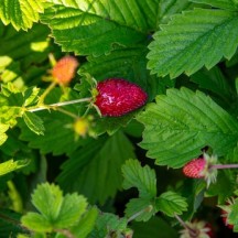 Fraises