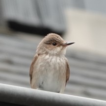 Oiseaux (extra)ordinaires - Province de Liège © 