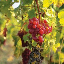 Premières vendanges, vignoble didactique de la Province de Liège