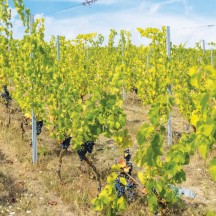 Premières vendanges, vignoble didactique de la Province de Liège