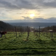 Paysage du vignoble