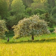 Des arbres dans les champs