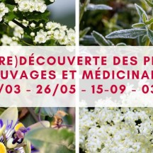 À la (re)découverte des plantes sauvages et médicinales