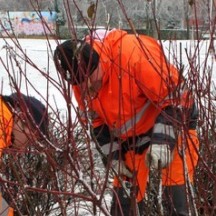 Taille et élagage des arbres d’ornement