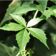 Fausse vigne vierge de Virginie - Détail d'une feuille