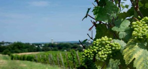 Formation "Création d’un vignoble"