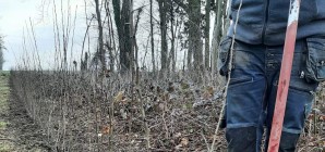 Plantation de haies d’aubépines dans le parc