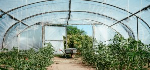 Formation : Création d’un jardin potager bio et son écosystème : de la conception à la récolte