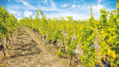 Les premières vendanges au vignoble didactique provincial