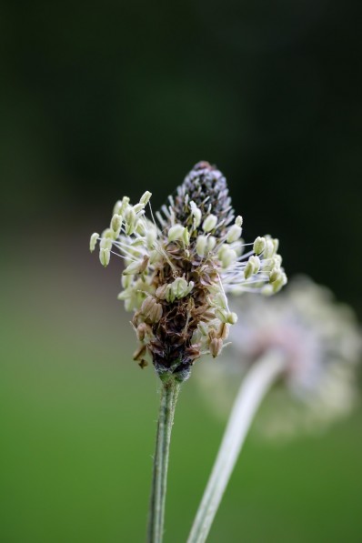 Les feuilles des plantes sauvages, comestibles ou non ?