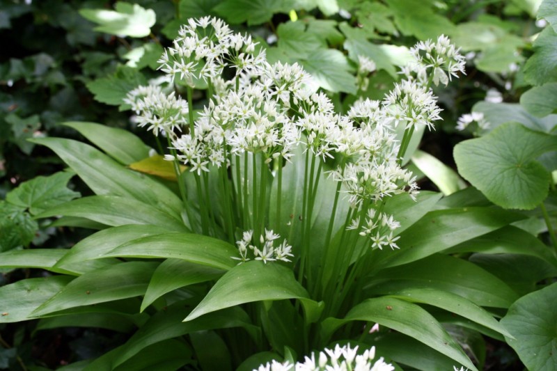 L'ail des ours (Allium ursinum)